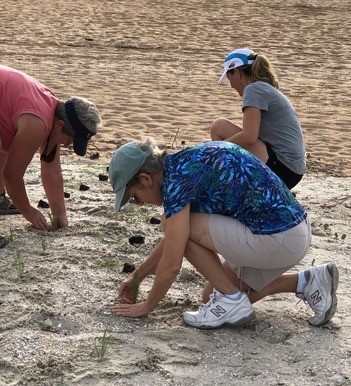 Staff from the GTM Reserve and Northeast Florida Aquatic Preserves, as well as community volunteers, plant sea oats along the GTM beach to protect the shoreline during hurricane season.